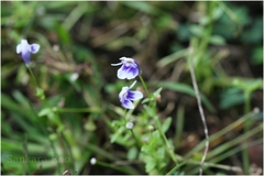 Lindernia hyssopoides